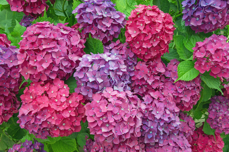 Colorful flowers of Hydrangea ( Hydrangea macrophylla ) in the garden on sunny summer day