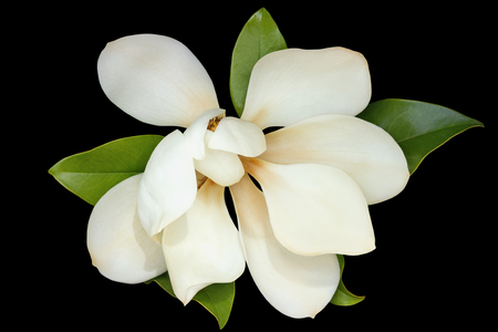 One flower of magnolia ( Magnolia grandiflora ) on black backgroundの写真素材