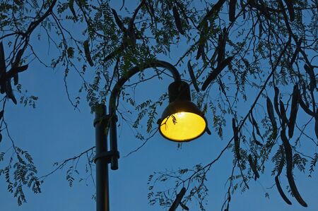 Autumn. Silhouettes of tree branches with leaves and pods and street lamp against  blue evening sky....