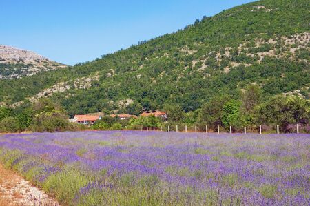 Mountain valley of Dinaric Alps on sunny summer day. Lavender field. Bosnia and Herzegovina, Republika Srpska, Zubacko poljeの写真素材
