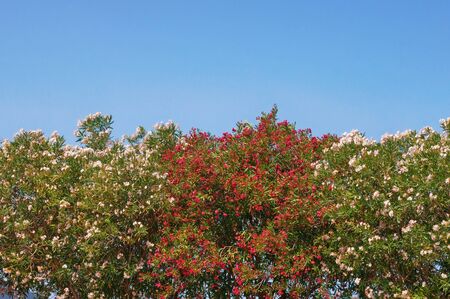 Oleander trees ( Nerium oleander ) in bloom against  blue sky on sunny summer day. Montenegro