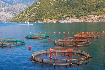 Beautiful Mediterranean landscape with fish farm. Montenegro, Adriatic Sea, Bay of Kotor, Perast...