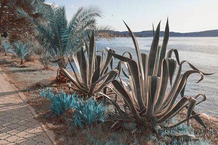 Surreal blue landscape. Agave and fan palm trees on the coast of the bay. Montenegro, Kotor Bay, Tivatの写真素材