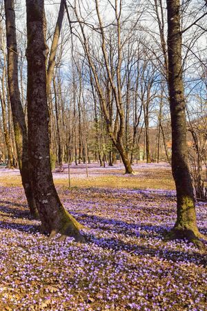 Spring day in park  of Cetinje city, Montenegro. Flowering crocus (Crocus Vernus)の写真素材