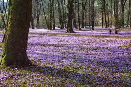 Glades of flowering crocus (Crocus Vernus) in park on sunny spring day. Cetinje city, Montenegroの写真素材