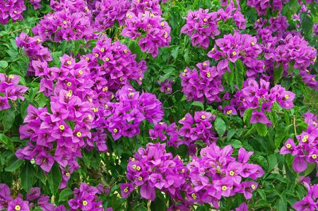 Purple Bougainvillea - ornamental vine with flower-like leaves , backgroundの写真素材
