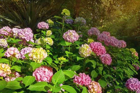 Flowers of hydrangea  (  Hydrangea macrophylla ) in gardenの写真素材
