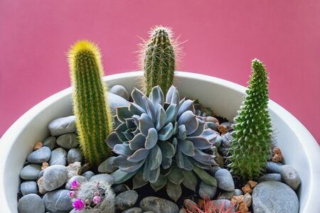 Cactus collection. Small garden of succulents in flower pot. Echinocactus Grusonii; Sempervivum; Echinocereus; Echinopsis spachiana. Hobby conceptの写真素材