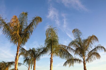 Foxtail palm trees ( Wodyetia bifurcata ) against  blue sky. Vacation conceptの写真素材