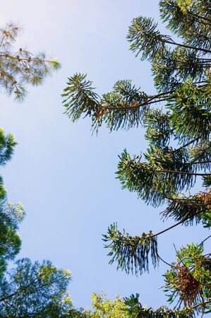 Silhouettes of branches of coniferous trees against blue sky. Pine trees and araucaria tree. Montenegro, Tivatの写真素材