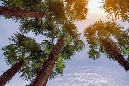 Fan palm trees ( Washingtonia filifera ) against  sky. Vacation conceptの写真素材