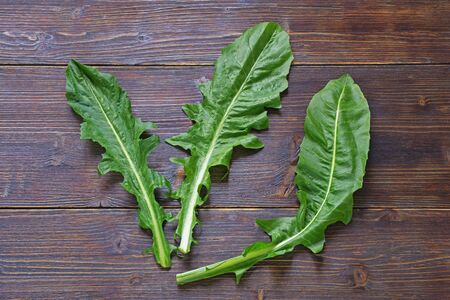 Balkan cuisine. Leaves of Zucenica ( wild chicory ) - popular leafy vegetables, one of the most traditional ingredients of the Kotor Bay cuisine. Dark rustic backgroundの写真素材