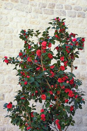 Camellia bush with red flowers on spring day against stone wallの写真素材