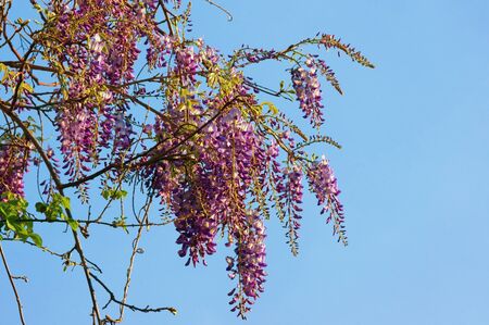 Spring flowers. Blooming wisteria vine against blue sky on sunny dayの写真素材