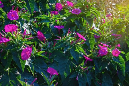 Magenta flowers of Mirabilis jalapa (marvel of Peru or four o'clock flower) in garden on summer eveningの写真素材