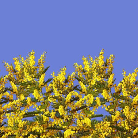 Spring border. Yellow flowers of Acacia dealbata on blue backgroundの写真素材