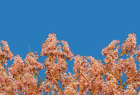 Spring border. Flowers of Paulownia tomentosa tree on blue backgroundの写真素材