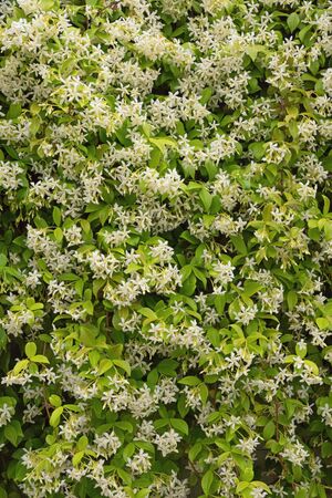 Floral background. Liana with green leaves and white flowers - Star Jasmine ( Trachelospermum jasminoides ) in bloomの写真素材