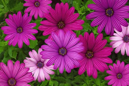 Bright flowers of Osteospermum ( African Daisies ) in the gardenの写真素材