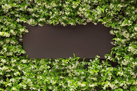 Dark brown board with floral border, place for text. Star Jasmine ( Trachelospermum jasminoides ) in bloom, evergreen liana with green leaves and white flowersの写真素材