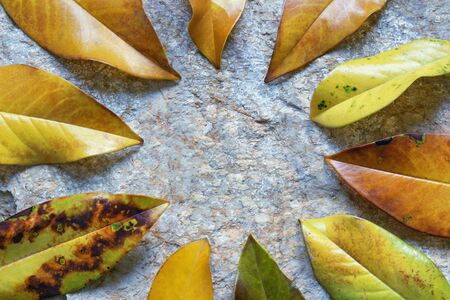 Autumn background.  Yellow leaves of magnolia tree ( Magnolia grandiflora ) on stone. Space for textの写真素材