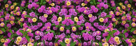 Symmetrical colorful floral background. Flowers of  Lantana camaraの写真素材