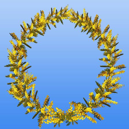 Spring wreath. Yellow flowers of Acacia dealbata on blue backgroundの写真素材