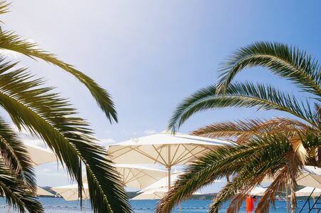 Summer beach vacation, concept. White beach umbrellas and green leaves of palm tree against blue sky on sunny day. Montenegro,  Adriatic Sea, Kotor Bayの写真素材