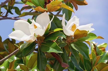 Branches of magnolia ( Magnolia grandiflora ) tree with leaves and flowers against  blue sky on sunny spring dayの写真素材