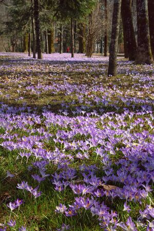 Springtime. Sunny spring day in park. Crocus flowers (Crocus Vernus). Montenegro. Cetinje cityの写真素材