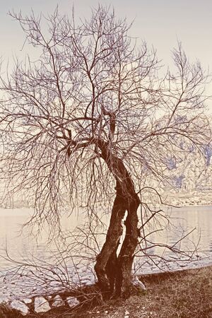 Silhouette of damaged leafless tree. Color tinting. Montenegro, Bay of Kotorの写真素材