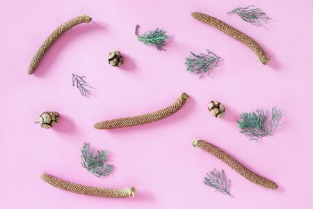 Twigs of juniper and cones on pink background. Flat layの写真素材