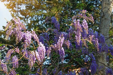 Wisteria vine in bloom in the Mediterranean park. Montenegroの写真素材