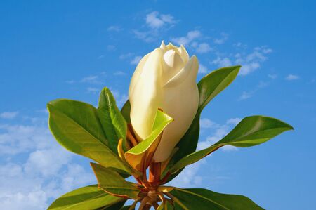 Flower of magnolia ( Magnolia grandiflora ) against blue sky on sunny dayの写真素材