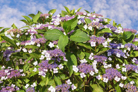 Flowering shrub of hydrangea ( Hydrangea aspera ) on sunny summer dayの写真素材