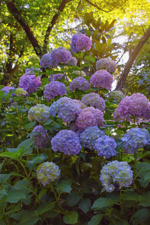Multicolored flowers of hydrangea ( Hydrangea macrophylla ) in garden