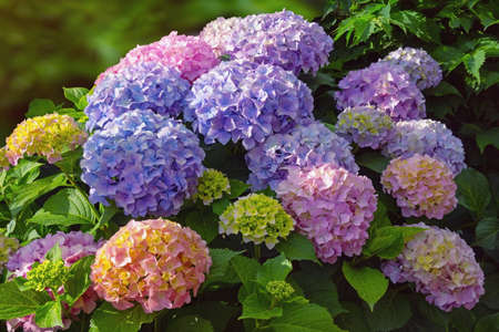 Multicolored flowers of hydrangea ( Hydrangea macrophylla ) in gardenの写真素材