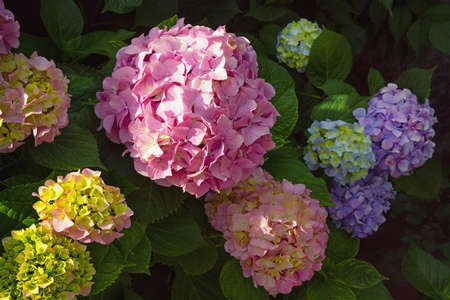 Multicolored flowers of hydrangea ( Hydrangea macrophylla ) in gardenの写真素材