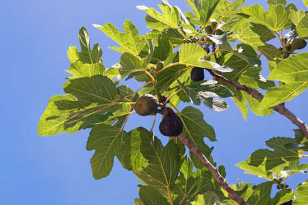 Fig tree branches (Ficus carica) with leaves and fruits on blue sky background