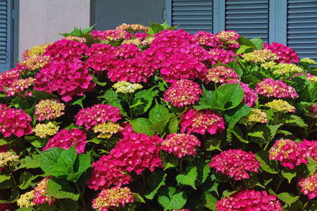 Beautiful red flowers of hydrangea  (  Hydrangea macrophylla ) near houseの写真素材