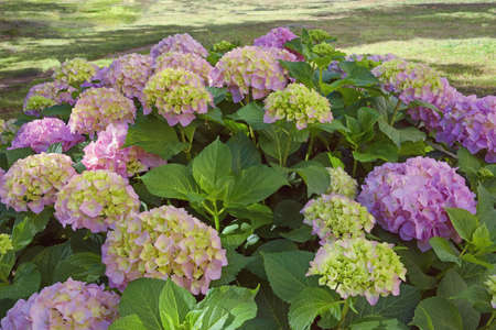 Beautiful  flowers of hydrangea  (  Hydrangea macrophylla )の写真素材