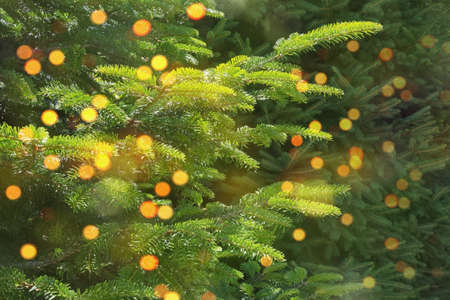 New Year and Christmas background - green branches of fir-tree and bokeh lights - double exposure