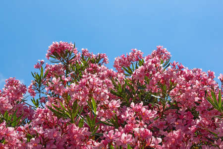 Bright pink flowers of oleander tree ( Nerium oleander ) against blue sky. Free space for text