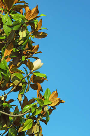 Branches of southern magnolia ( Magnolia grandiflora ) tree against blue sky. Free space for textの写真素材