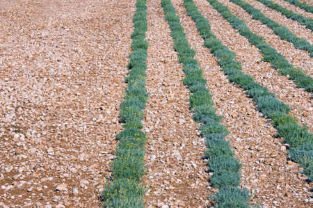 Background with green rows of herb. Field of immortelle plants ( Helichrysum italicum ). Bosnia and Herzegovinaの写真素材
