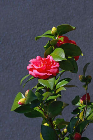Red flower of camellia ( Camellia japonica ) on background of dark rustic wallの写真素材