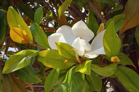 Branches of southern magnolia ( Magnolia grandiflora ) tree with leaves and flowerの写真素材