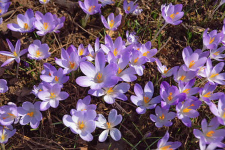 First spring flowers. Group of crocus flowers (Crocus Vernus) in the parkの写真素材
