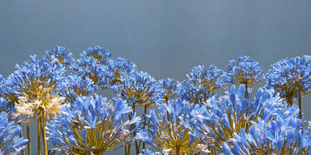 Floral border. Beautiful blue Agapanthus flowers  (  African lily  ). Copy spaceの写真素材