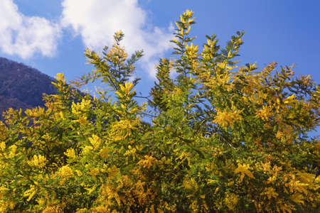 Bright yellow flowers of Acacia dealbata ( mimosa ) tree against blue sky on sunny spring dayの写真素材